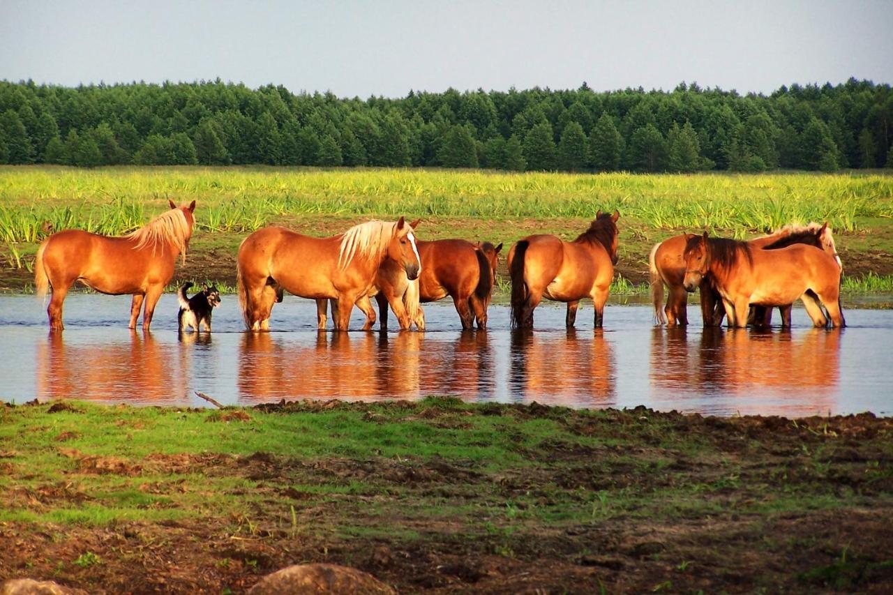 Biebrza24 - Agroturystyka Sztabin 外观 照片
